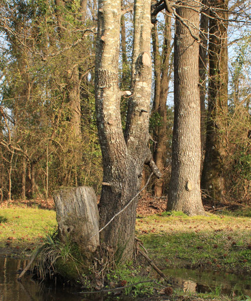 Five Nights at Freddy's: The Silver Eyes Book cover remake